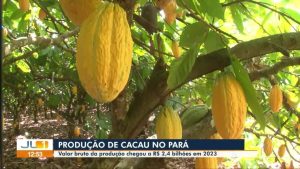 Com quase 150 mil toneladas de amêndoas produzidas em 2023, Pará é líder na produção de cacau no Brasil