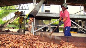 Cacau sustentável: Fazenda no ES usa até bactérias feitas em laboratório dentro da propriedade para combater pragas e reduzir agrotóxicos