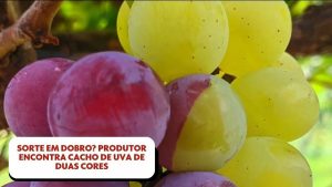 Sorte em dobro? Cacho de uva de duas cores é encontrado em produção no ES