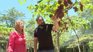 Produção de uva na cidade das praias: Fruta se adapta ao clima quente e desenvolve turismo de experiência em Guarapari