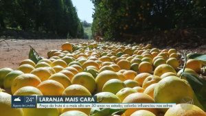 Calor e greening impactam safra da laranja e preço da fruta alcança maior patamar em 30 anos em São Paulo, aponta estudo da USP