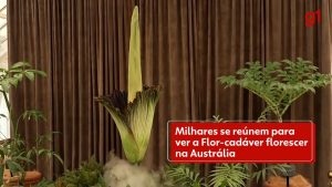 Flor-cadáver: milhares se reúnem para ver planta com cheiro de carne podre florescer na Austrália